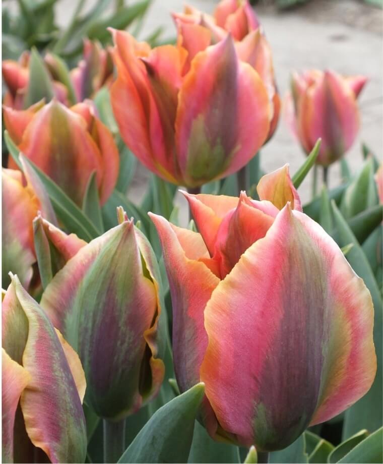 Viridiflora Tulip Blossoms