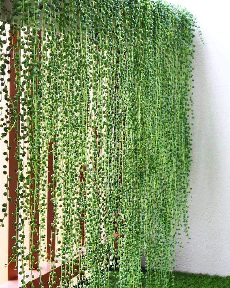 Beautiful String of Pearls