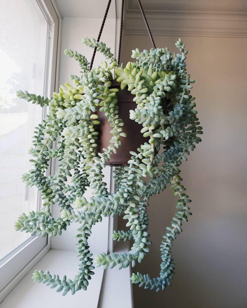 Burros Tail Hanging Plants