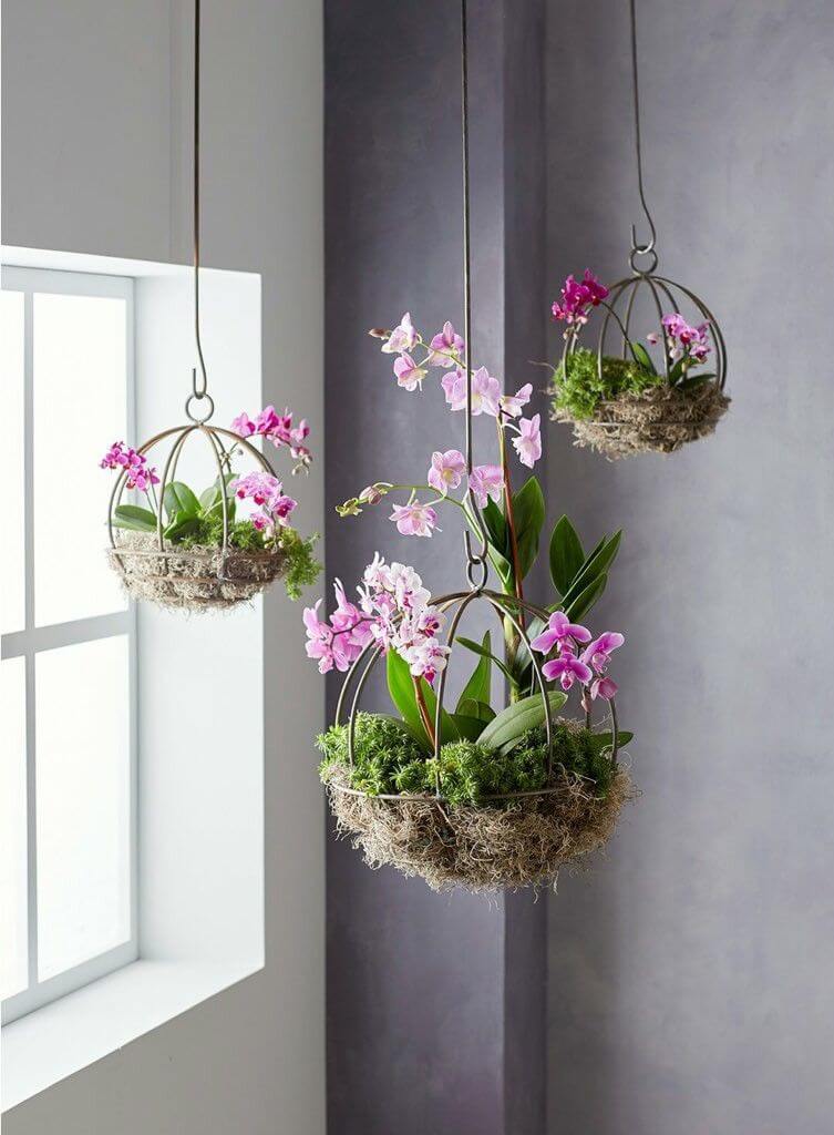 Flowering Orchids In Hangers
