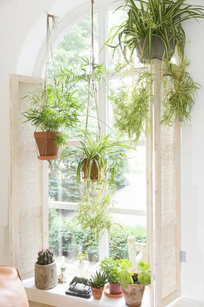 Hang Spider Plants Inside