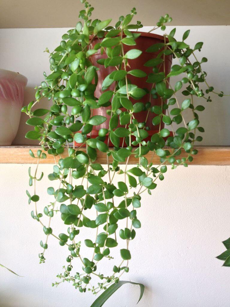 Indoor Hanging Trailing Jade Plants