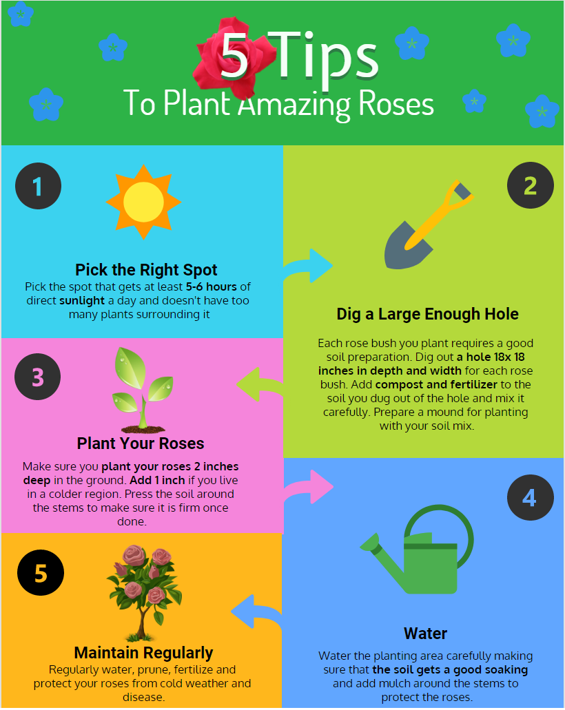 plant-amazing-roses