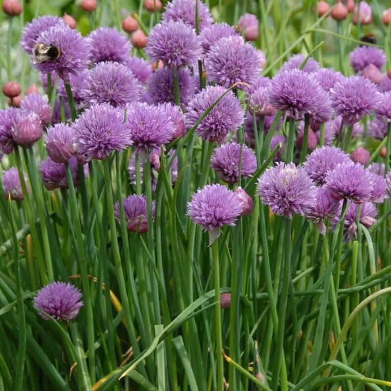 11 Perennial Plants That You Can Grow All Year Round