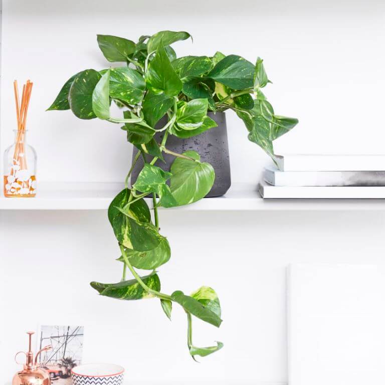 How To Grow Devil S Ivy Indoors
