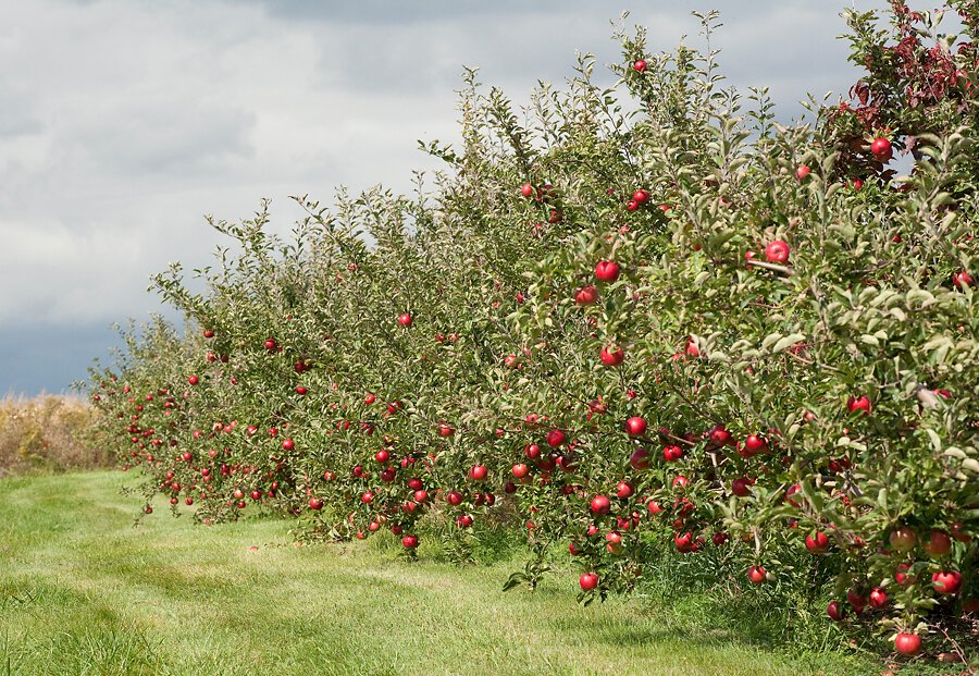 A Brief Guide to Antonovka Apple - Facts and Growing Guide - Latest ...