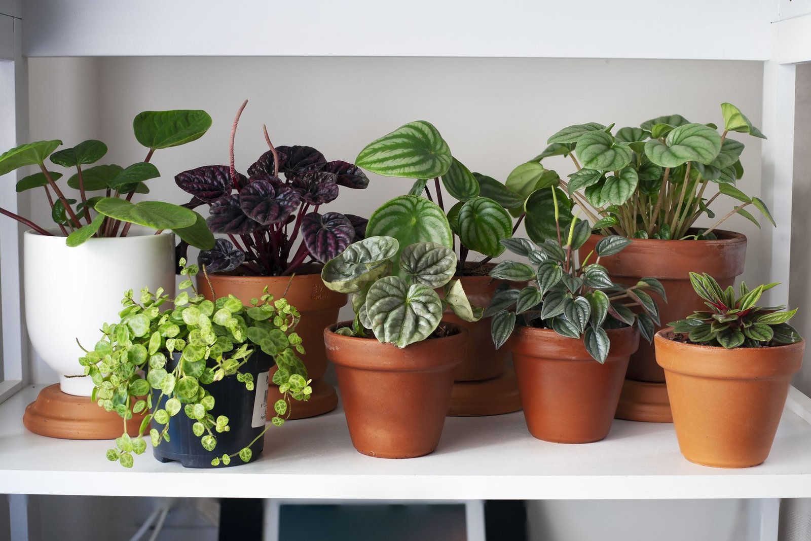 Best Houseplants For Beginners Latest Home Garden